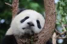 娱乐吃瓜大熊猫视频下载,萌态可掬萌翻网友